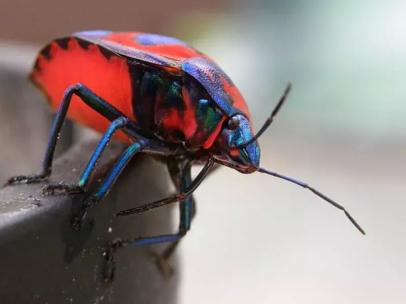 Harlequin Bug: 17 fakta du inte tror!