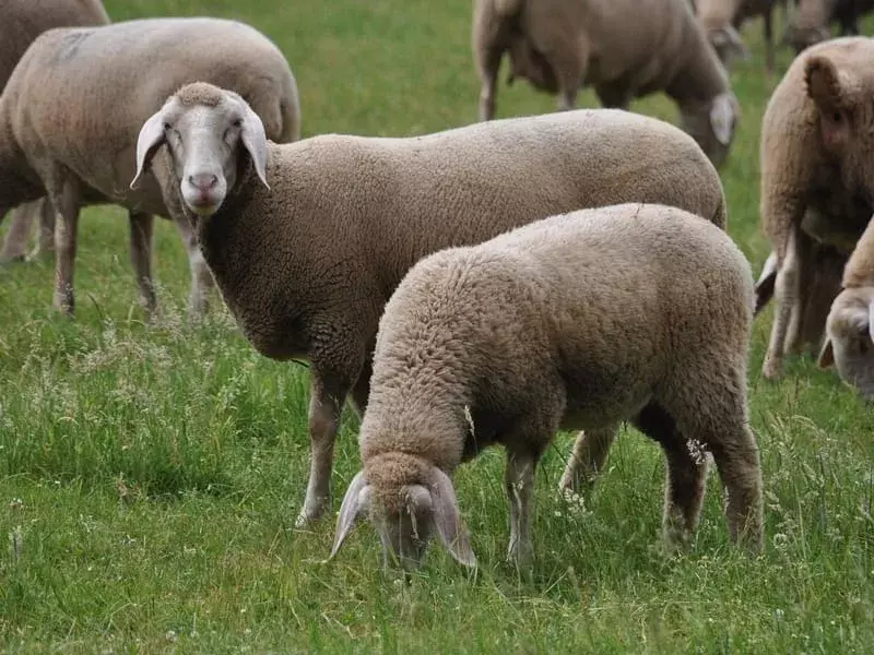 Oglejte si ta neverjetna dejstva o Merino ovcah