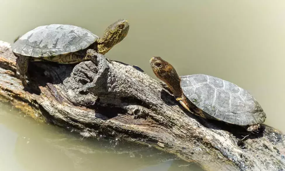 Nyugati tavi teknős: 17 tény, amit nem fogsz elhinni