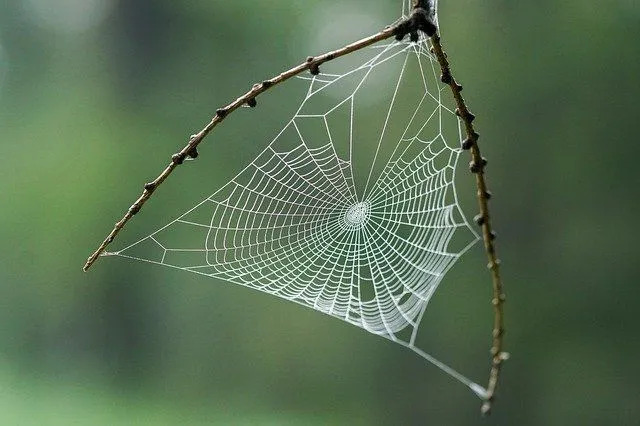 Häpnadsväckande Arachnophobia fakta om en rädsla för spindlar