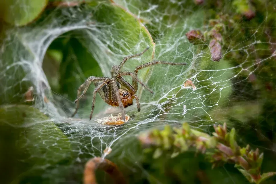 Är en spindel ett djur Nyfikna insektsfakta som avslöjas för barn