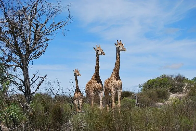 47 žirafų anekdotai, viršijantys galvą ir pečius!