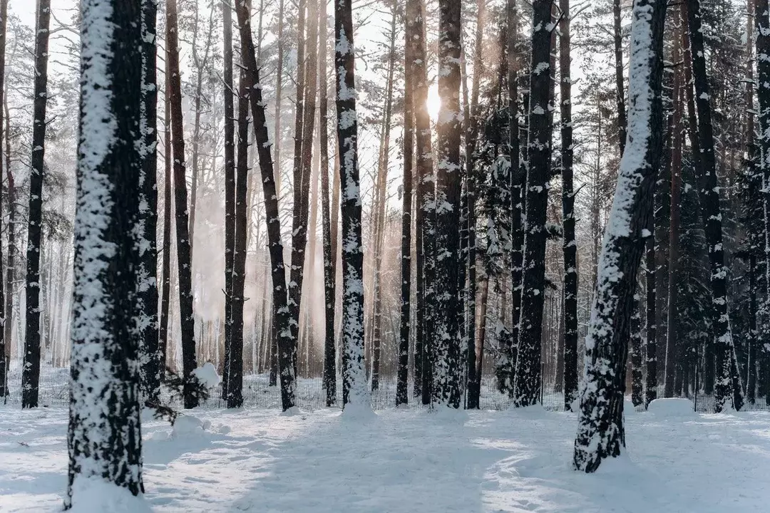 Doğu Beyaz Çam Gerçekleri: Noel Ağaçları Hakkında Daha Fazla Bilgi Edinin