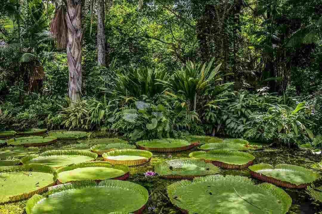 Nysgjerrige fakta om avskoging av regnskog i Amazonas som du trenger å vite