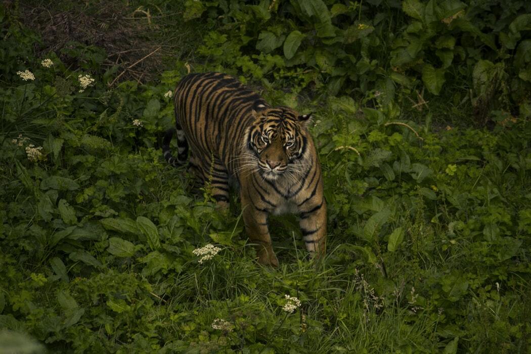 Os fatos sobre os tigres de Sumatra são educacionais.