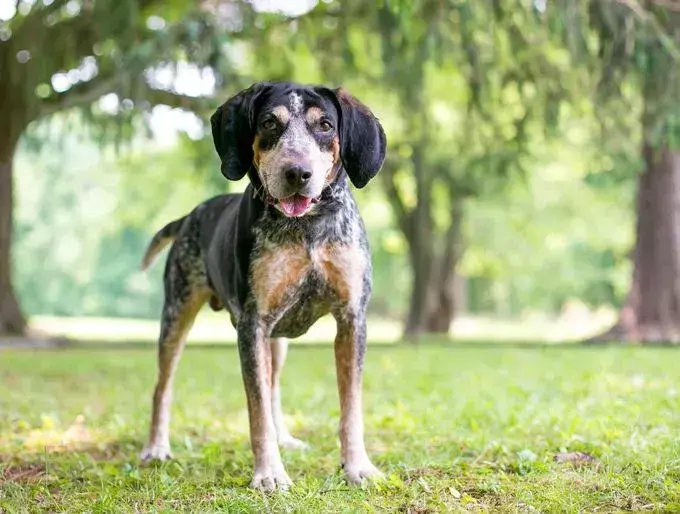 Pawfect Facts about the American English Coonhound Dog Otroci bodo všeč