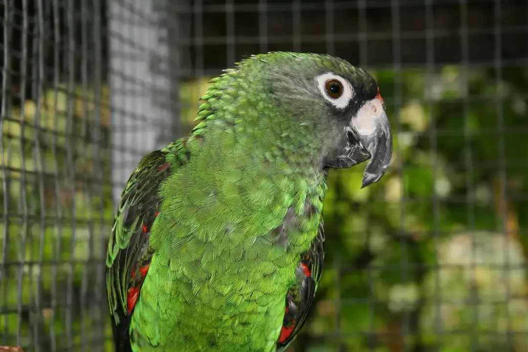 Jardines papegøje: 15 fakta, du ikke vil tro!