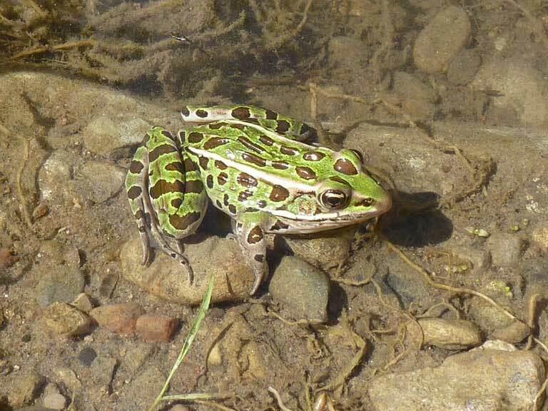 Wist je deze Leopard Frog-feiten?
