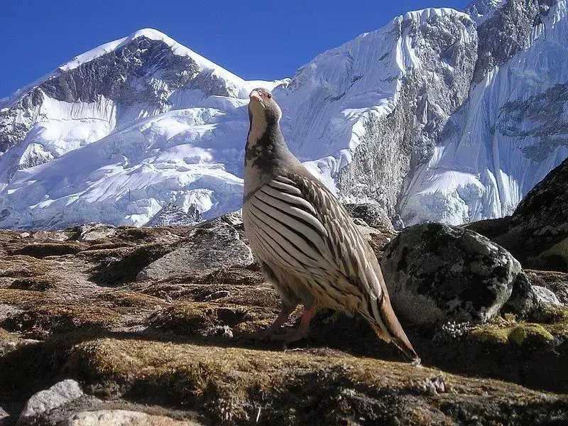 Himalajski snežni petelin ima temno siv kljun in rumeno očesno orbitalno kožo.