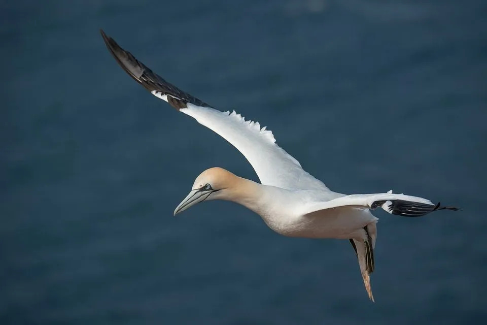 Amaze-wing Facts about the Northern Gannet For Kids