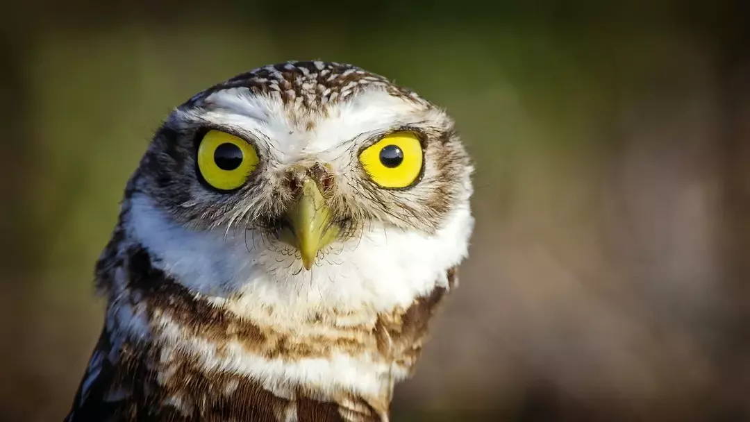 Amaze-wing Facts about The Burrowing Owl For Kids