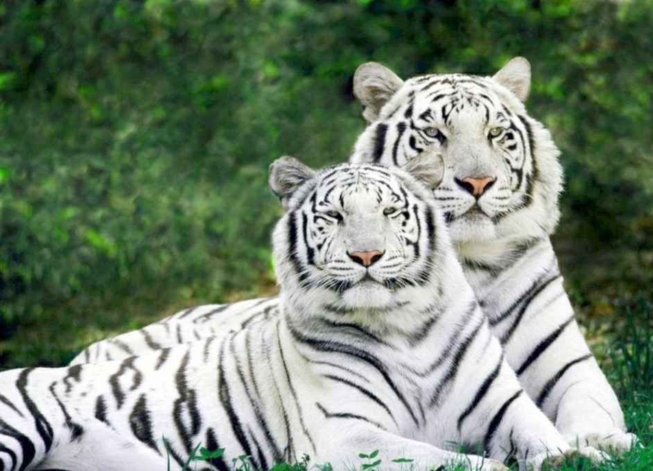 ¿Por qué los tigres tienen rayas? ¿Por qué son tan difíciles de detectar?