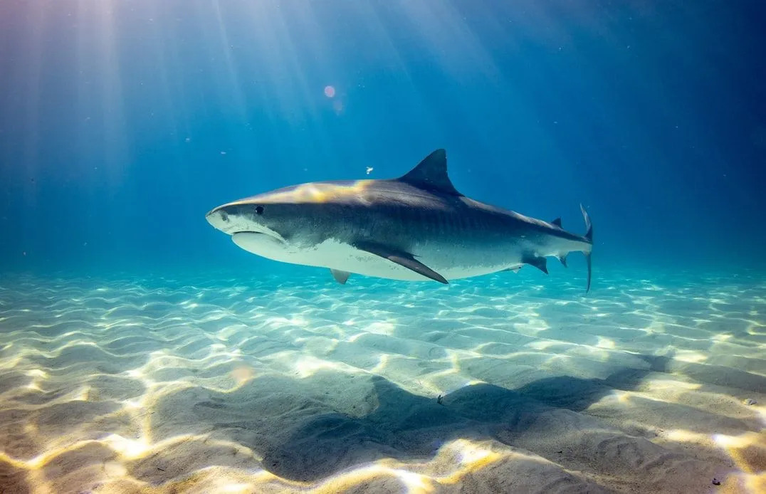 15 hechos fantásticos sobre el tiburón para niños