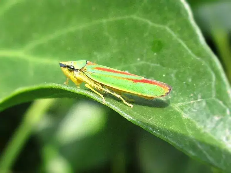 15 Candy-Striped Leafhopper-fakta du bør vite!