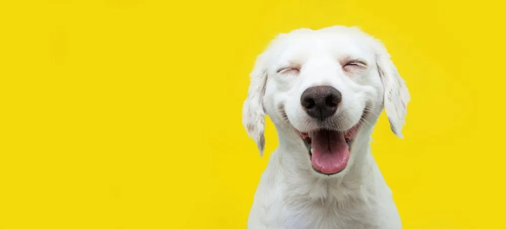 En hvit hund smiler på gul bakgrunn