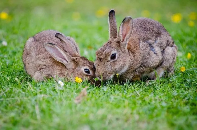 Tu môžu králiky jesť kukuricu Pravda o kukuričných zrnách a zajačikoch