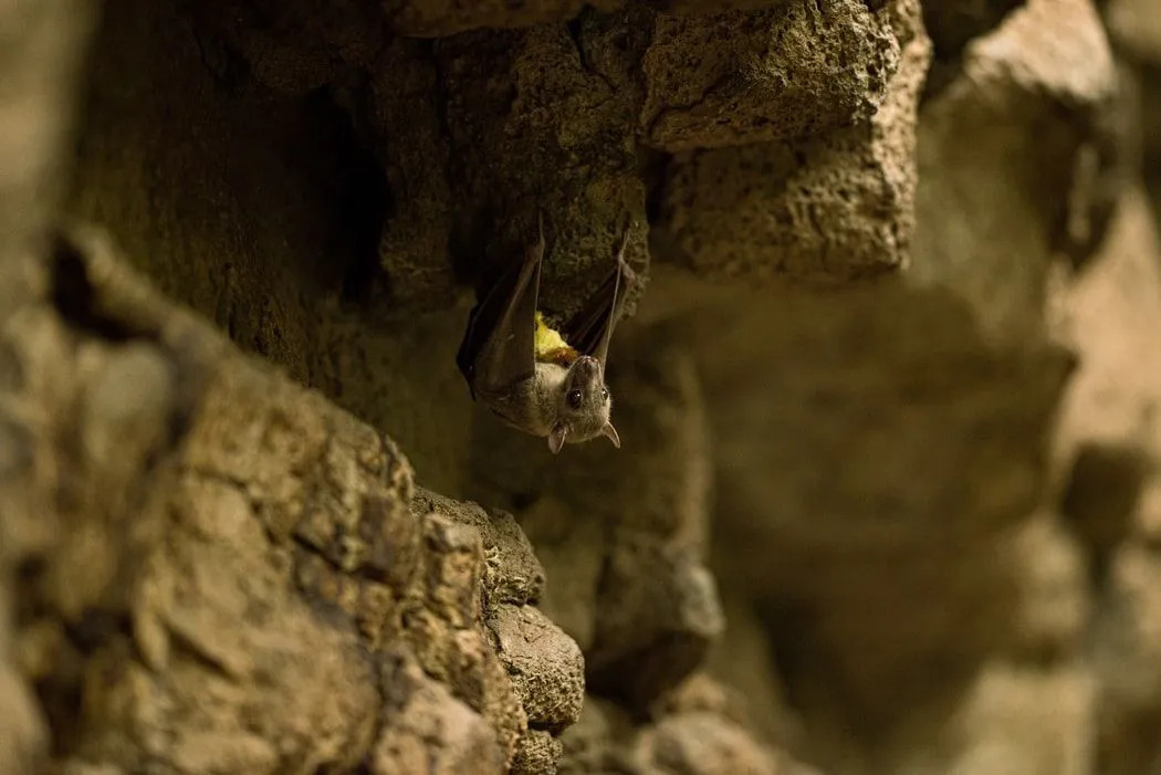 Fang-tastic Facts about The Ghost Bat For Kids