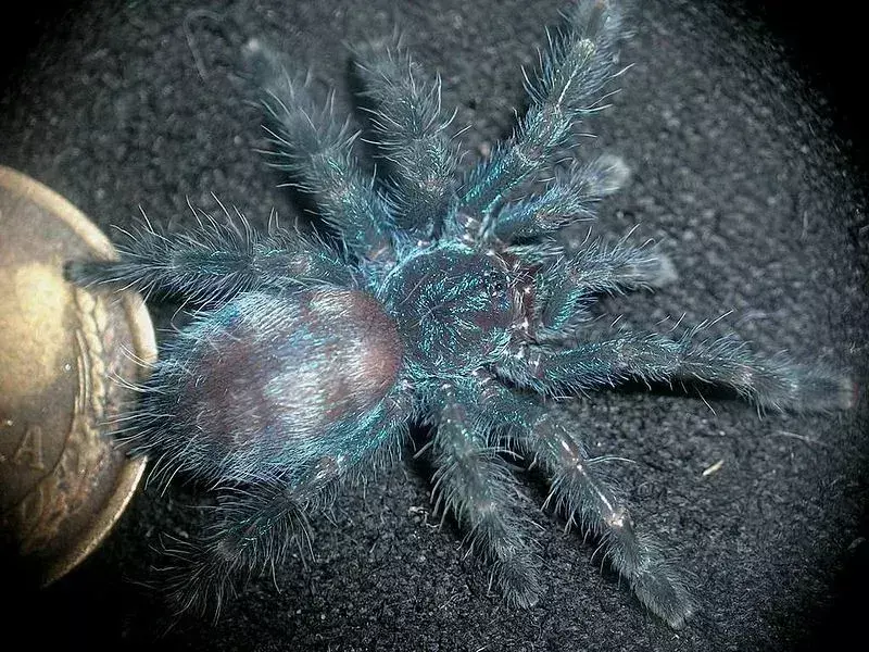 Caribena Versicolor Spider: 15 fakta du ikke vil tro!