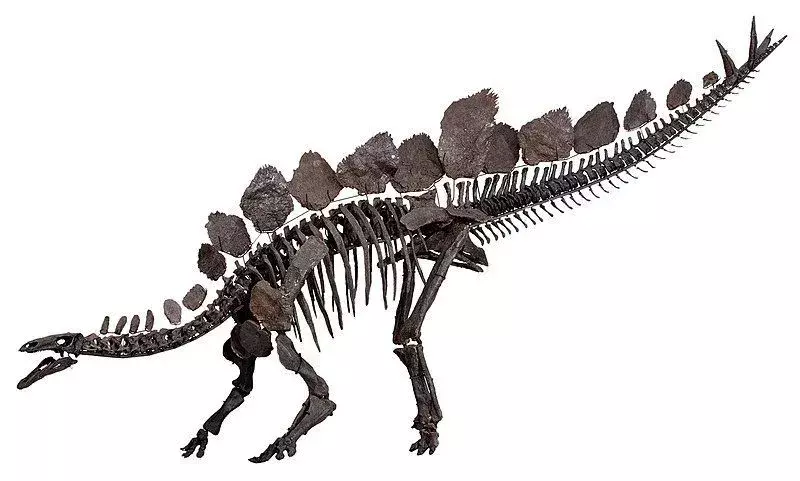 Dravidosaurus: 17 faktov, ktorým neuveríte!