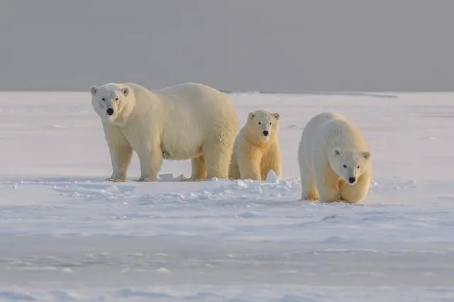 Bor isbjörnar i Antarktis Vilket klimat kan de överleva i