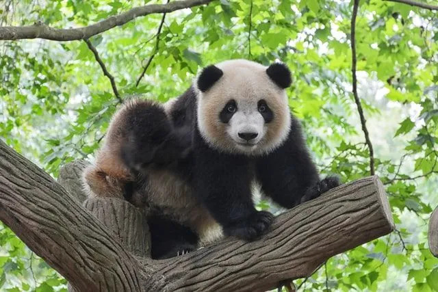 Panda Mei Xiang gimė Kinijos tyrimų ir gamtosaugos centre 1998 m.
