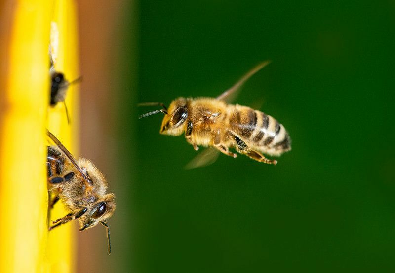 Un Bee Yaşanabilir Gerçekler Arılar Neden Sokar Tüm Arılar Sokar