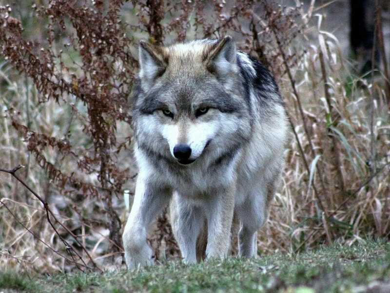 Szórakoztató mexikói farkas tények gyerekeknek