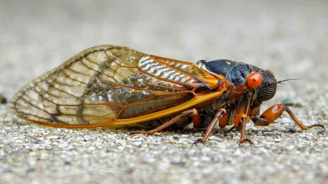 Biter sikader her er sannheten om disse gjerrige støyende insektene