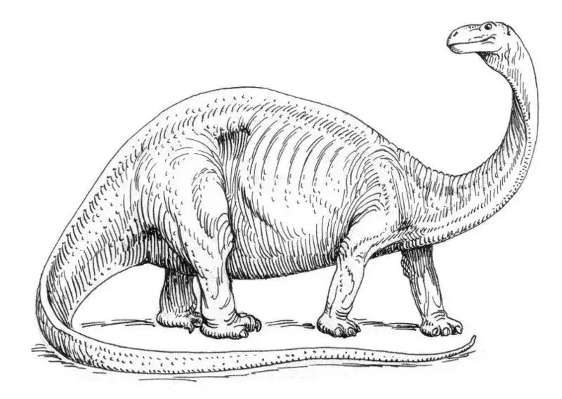 Ciri khas Brontosaurus excelsus ini menjadikannya salah satu dinosaurus paling menarik bagi anak-anak.)