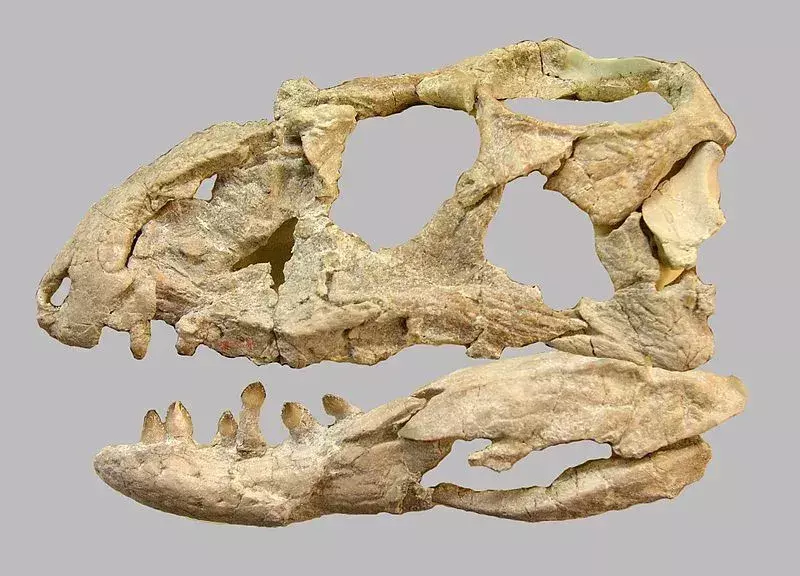 17 עובדות שאגות על ה-Revueltosaurus שילדים יאהבו