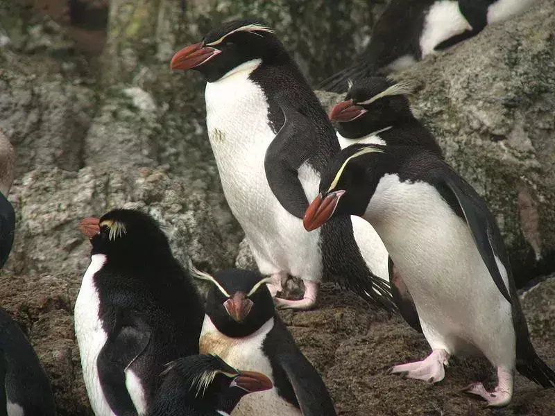 Zanke za pingvine imajo dolgočasno rdeče oči in rumen greben, ki se začne na dnu kljuna