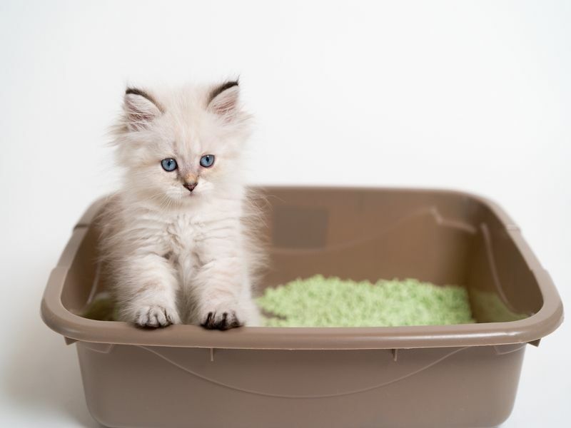 Hvorfor begraver katter avføringen Feline S avfall Begravelsesinstinkt forklart