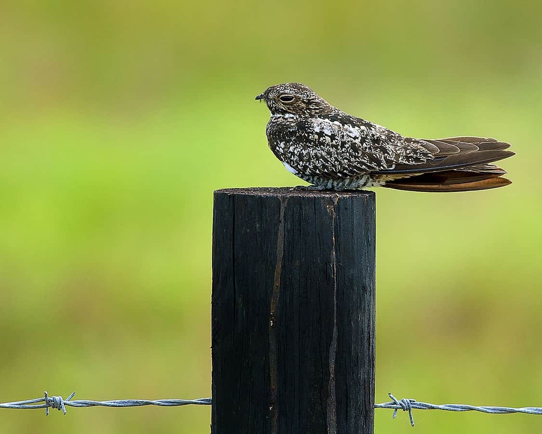 Amaze-wing Facts about the Common Nighthawk Facts for Kids