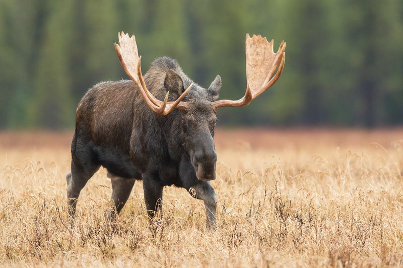 Elk vs Moose: Az állatok megfigyelésének különbsége gyerekeknek
