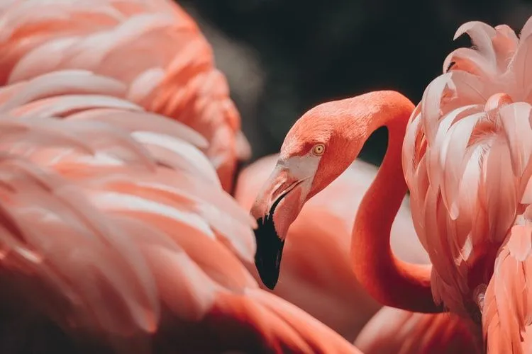 Det er mange interessante flamingofakta om nebbet deres og det unike utseendet.