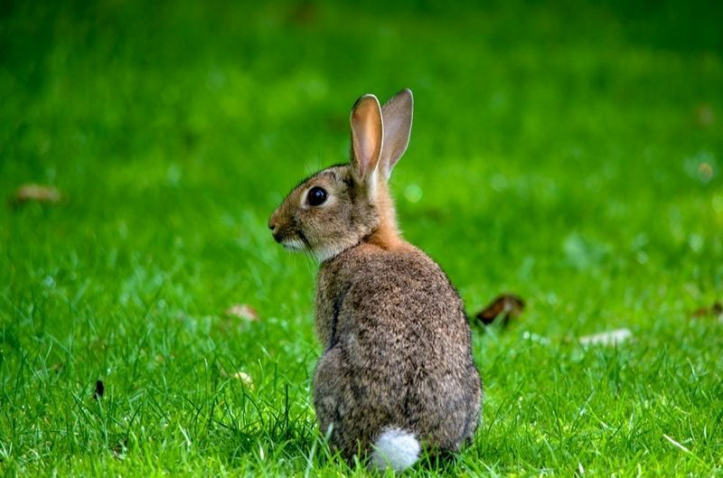 Søt bomullshale kanin kanin på grønt gress.