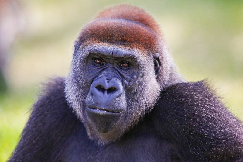 Što jedu gorile Kako ovi majmuni preživljavaju u divljini