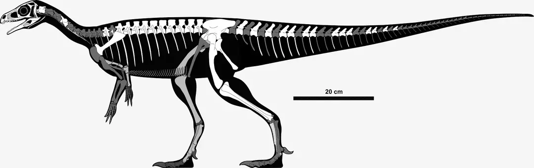 21 من حقائق Dino-mite Pampadromaeus التي سيحبها الأطفال
