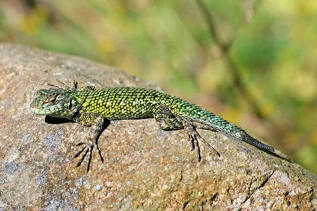 Tiesitkö? 15 uskomatonta Emerald Lizard -faktaa