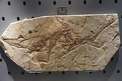 Cearadactylus atrox, en gåtfull pterosaurie, var bara känd från ett enda skallefossil.