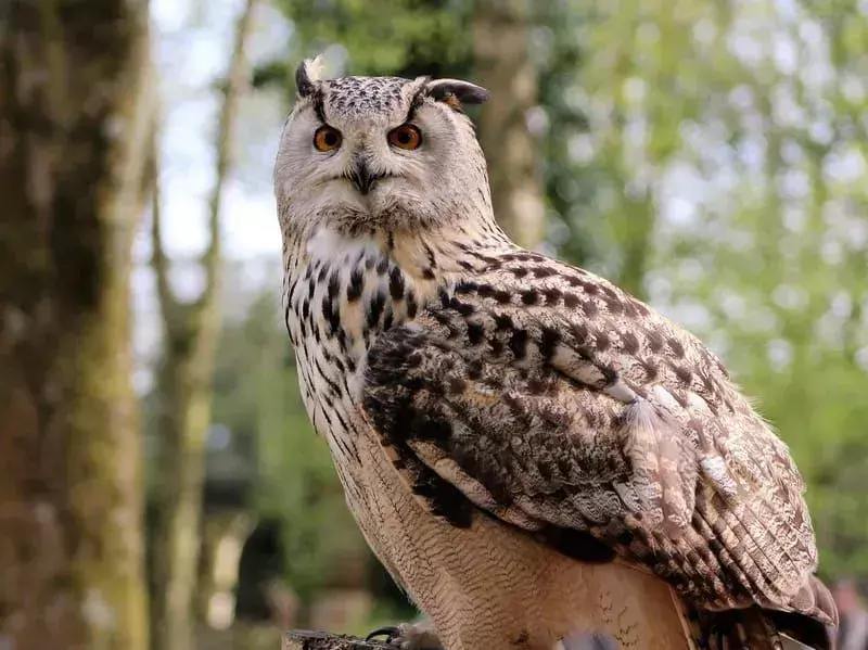 17 Amaze-wing fakta om den japanske Scops Owl For Kids