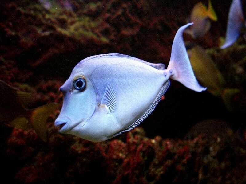 Roliga Bluespine Unicornfish Fakta för barn