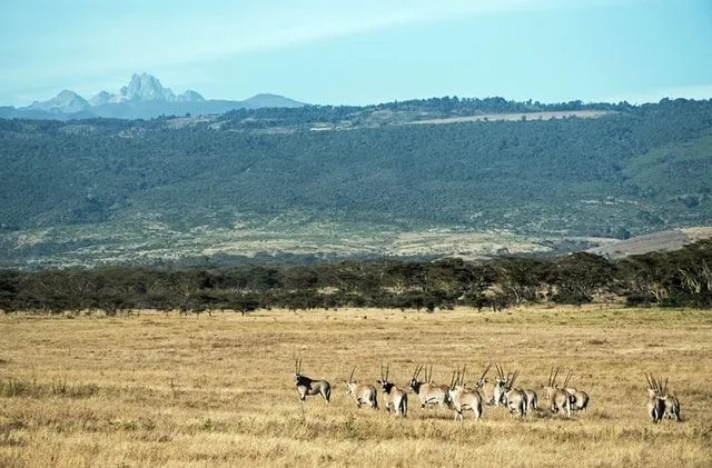 Факти за планината Кения Разгледайте втората по височина планина в Африка
