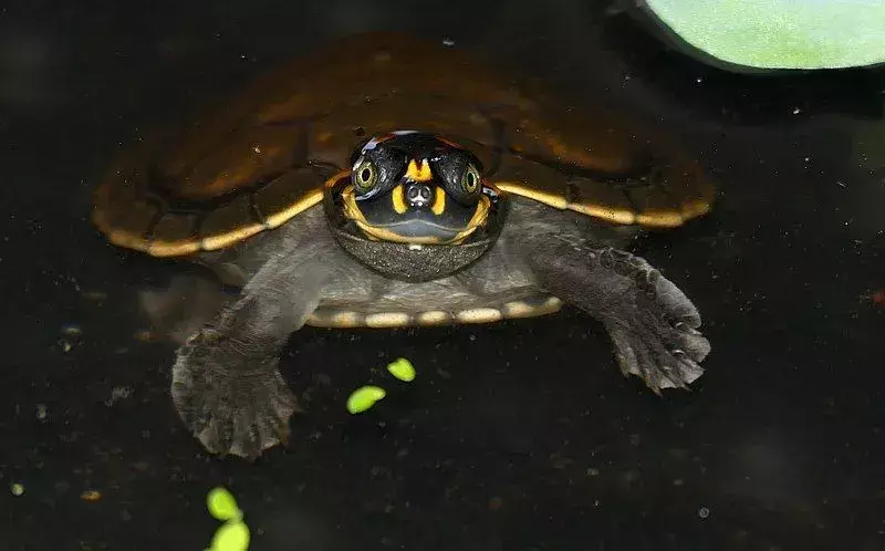 15 faktů o želvě říční, na které nikdy nezapomenete