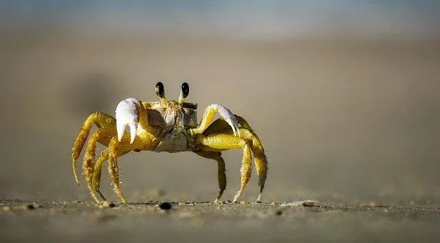 Un nom de crabe parfait correspond à la gentillesse du crabe.