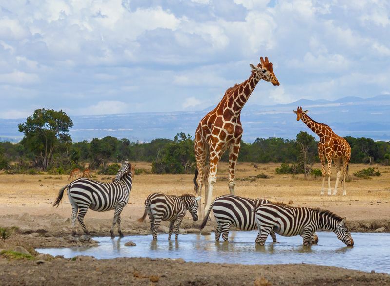 Kaip vadinama žirafų grupė, kodėl jos vaikšto grupėmis