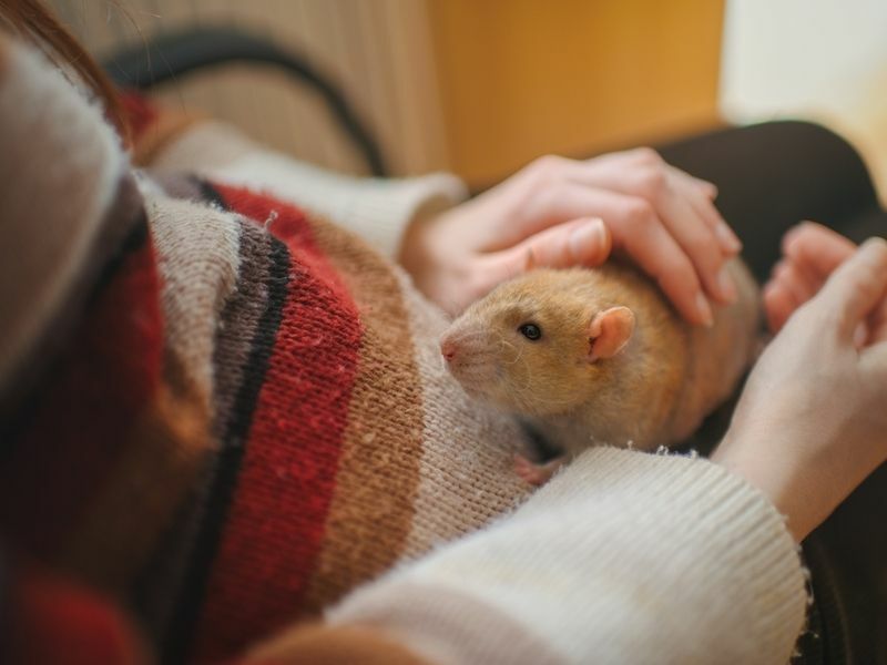 Er rotter gode kæledyr Hvorfor er de så fornuftige ledsagere