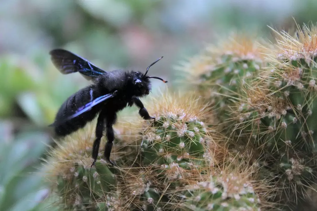 Bumble Bee vs Carpenter Bee: Fascinerende fakta avslørt for barn