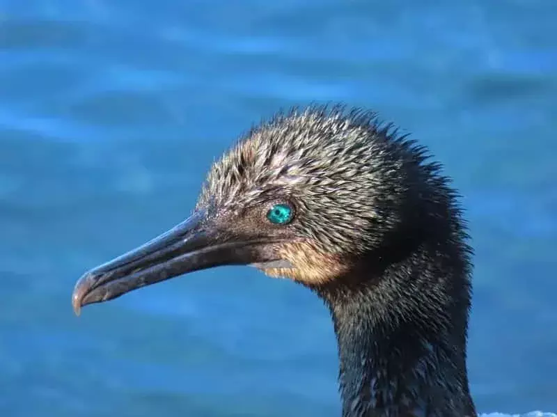 19 nuostabių faktų apie „Brandt“ kormoraną vaikams