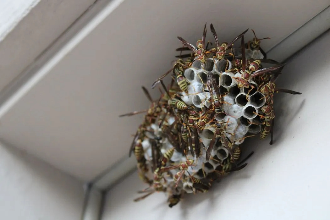 Le vespe di carta si nutrono di diversi tipi di insetti e larve.